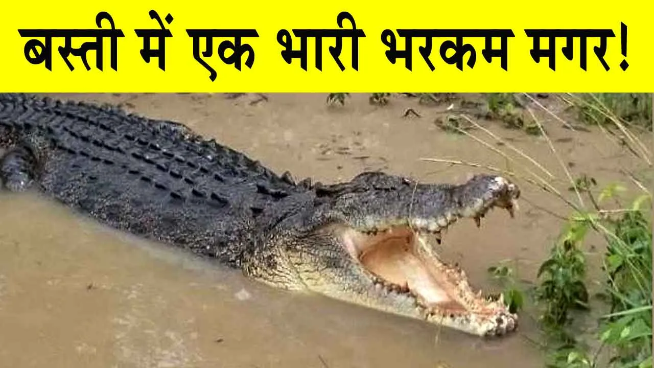 Crocodile in Mount Abu: रिहायशी क्षेत्र में घुसा मगरमच्छ, मचा हड़कंप
