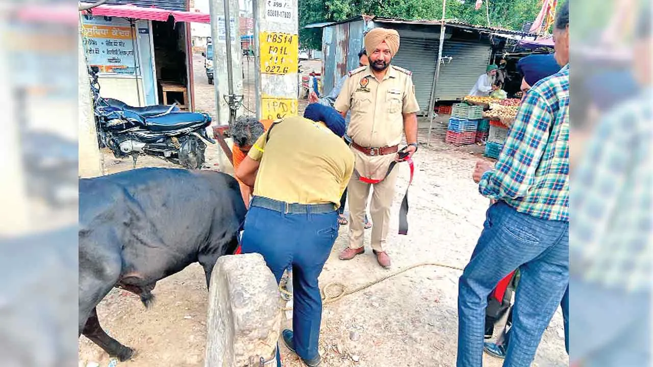 सड़क सुरक्षा फोर्स की टीम ने बेसहारा पशुओं के गलों में बांधे रिफ्लैक्टर
