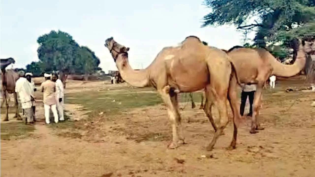 Gogamedi Fair 2024: गोगामेड़ी पशु मेला, अब तक इतने हजार में बिका सबसे ज्यादा कीमत का ऊंट!