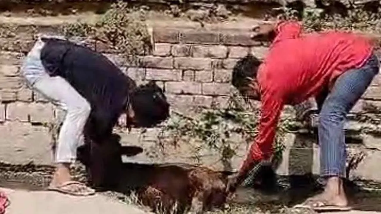 नाले में गिरे बेसहारा गोवंश को बाहर निकाला