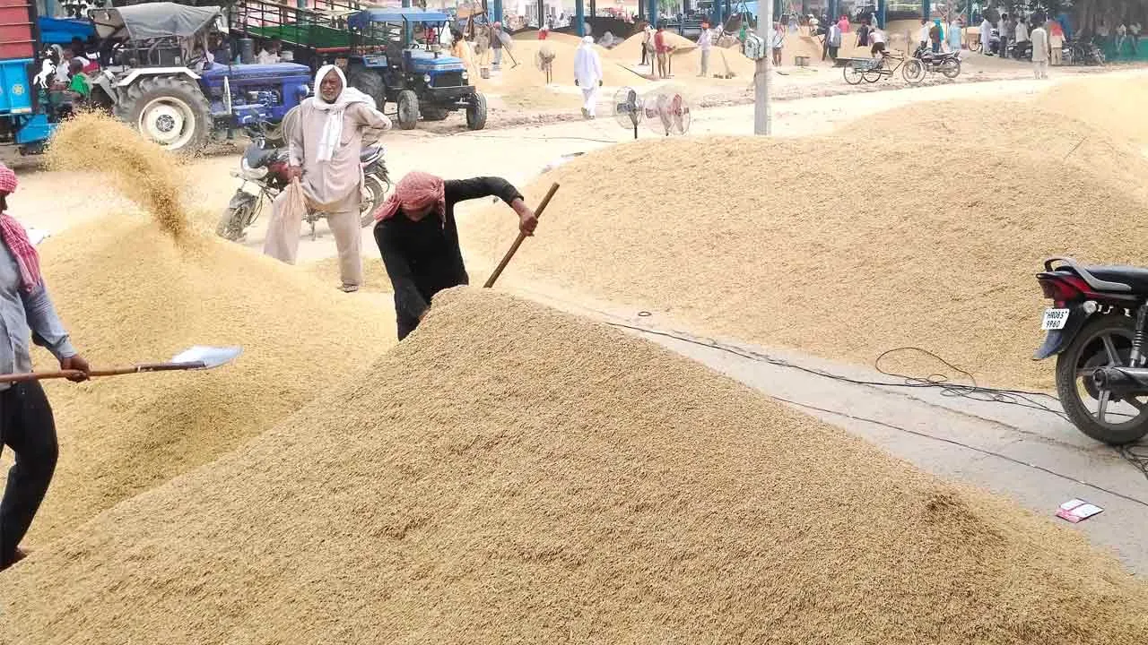 अनाज मंडी में सस्ते भाव पीट रहा किसान का सोना