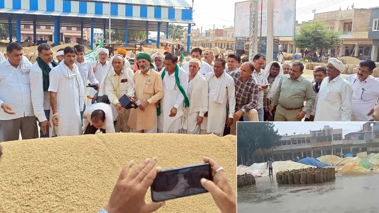 कैथल अनाज मंडी में धान की सरकारी खरीद शुरू