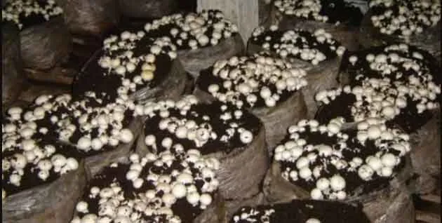 Mushroom ki Kheti: कृषि अवशेष जलाने के बजाय किसान इसे खुम्ब उत्पादन में करें इस्तेमाल: डॉ. सहरावत