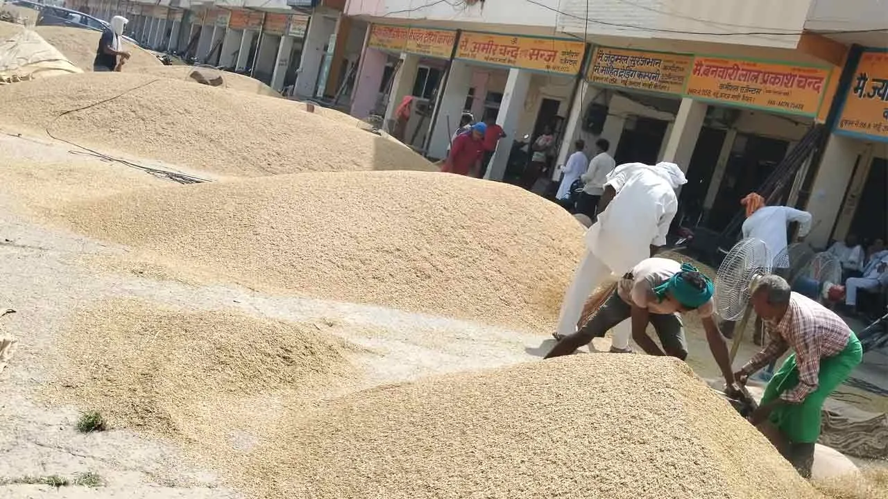अनाज मंडी में धान की आवक हुई तेज, 3115 रूपये तक पहुंचे भाव