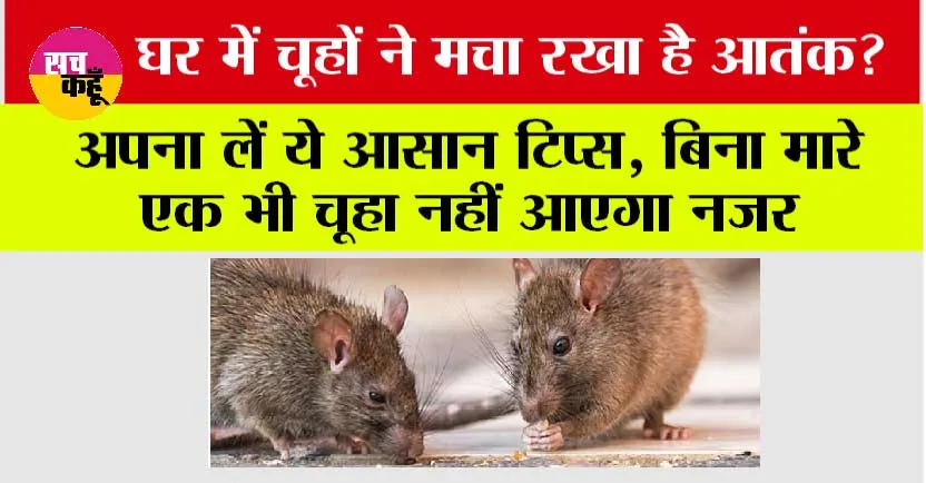Rat Home Remedy: घर में अगर चूहों ने मचा रखा है आतंक तो छुटकारा पाने के लिए जहर नहीं इन घरेलू नुस्खें का करें इस्तेमाल