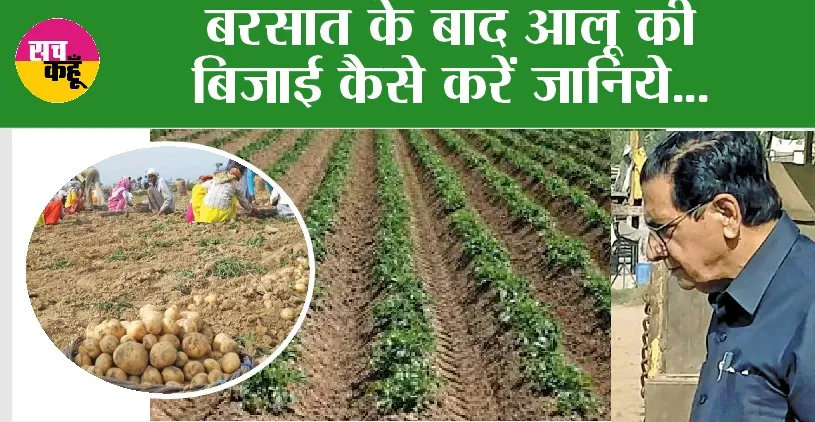Aloo ki Kheti: बरसात के बाद आलू की बिजाई कैसे करें जानिये…