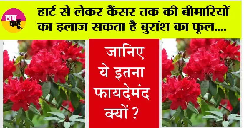 Buransh Flower Benefits: हार्ट सहित कई बीमारियों का इलाज कर सकता है बुरांश का फूल, हिमाचल का यह है राजकीय पुष्प