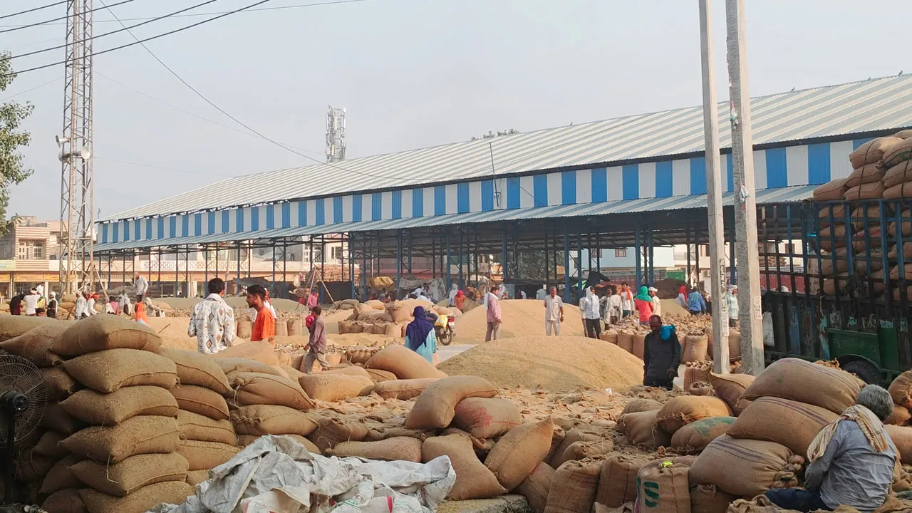 1121 धान की आवक शुरू, 4000 से ऊपर मिल रहे भाव