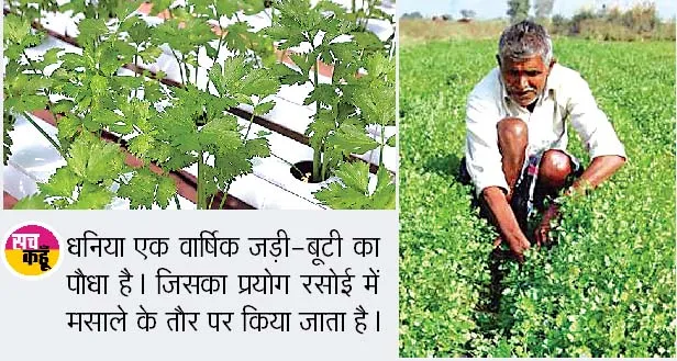 Dhaniya Ki Kheti: किसानों की जिंदगी में खुशबू भरेगी धनिया की खेती