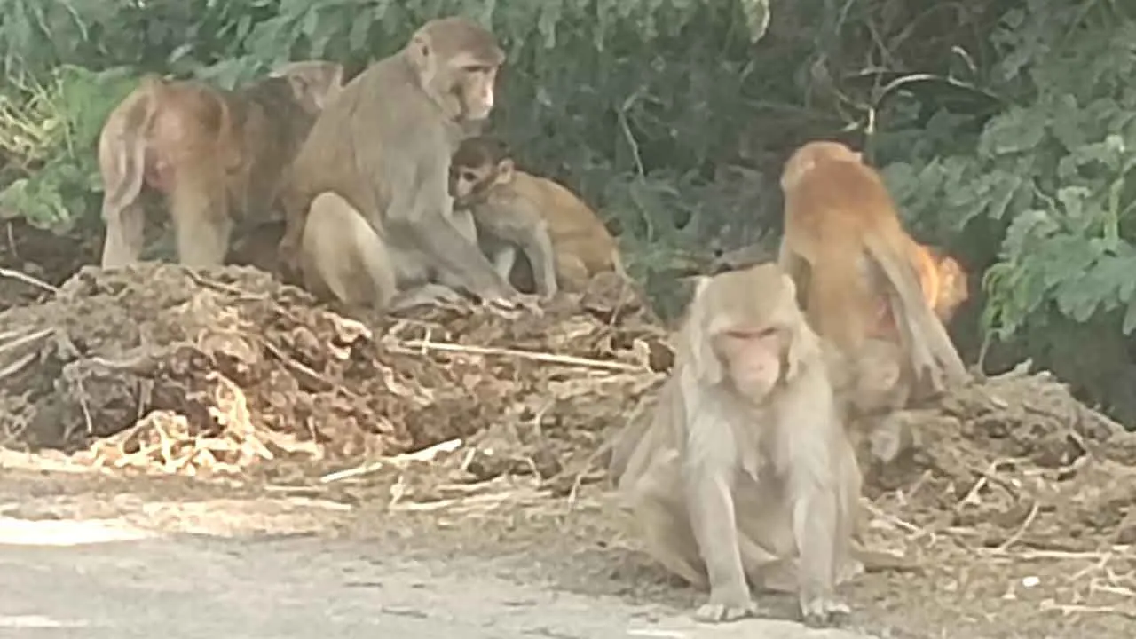 बंदरों के आतंक से लोग भयभीत