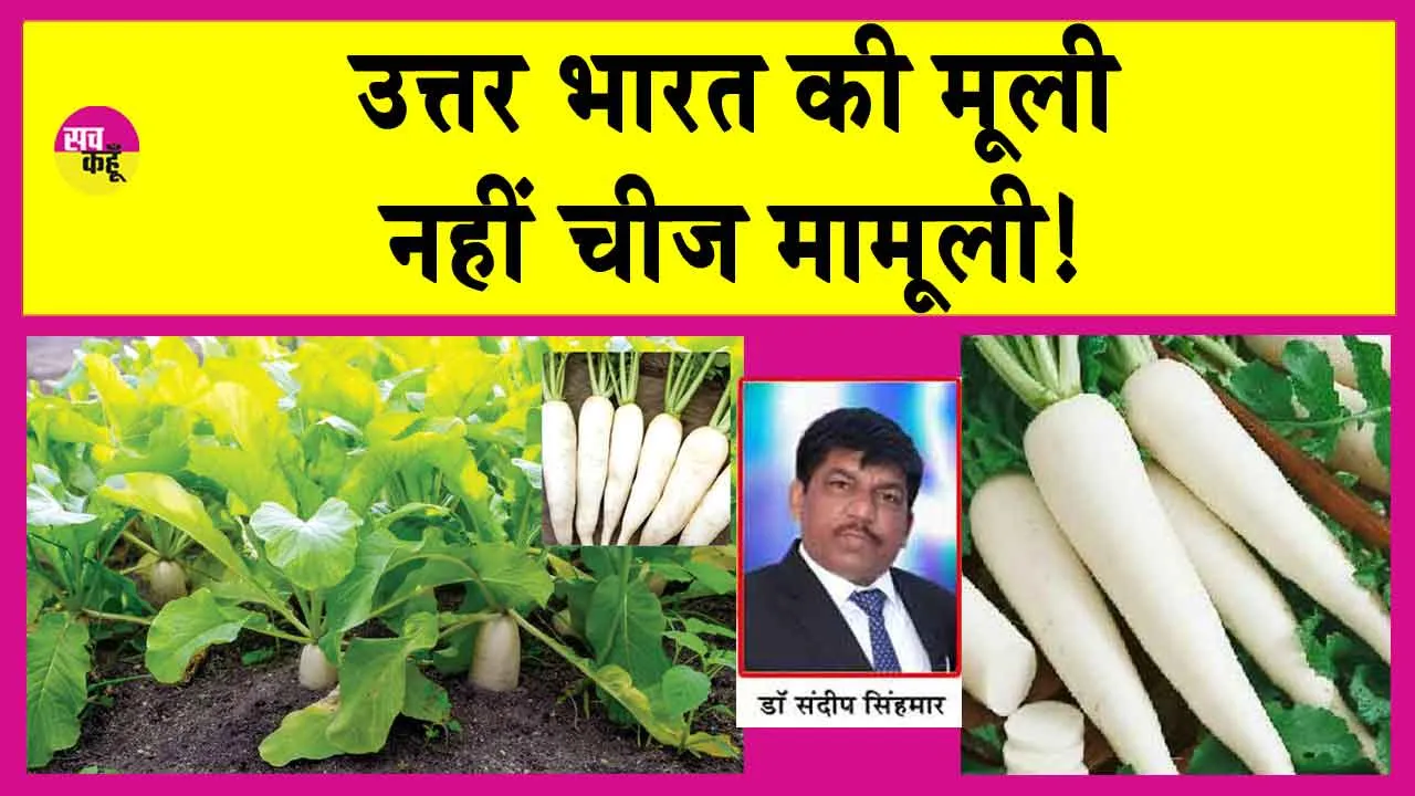 Radish Farming: ऐसे करें मूली की खेती और 50-60 दिनों में फसल तैयार, बन जाओगे मालामाल!