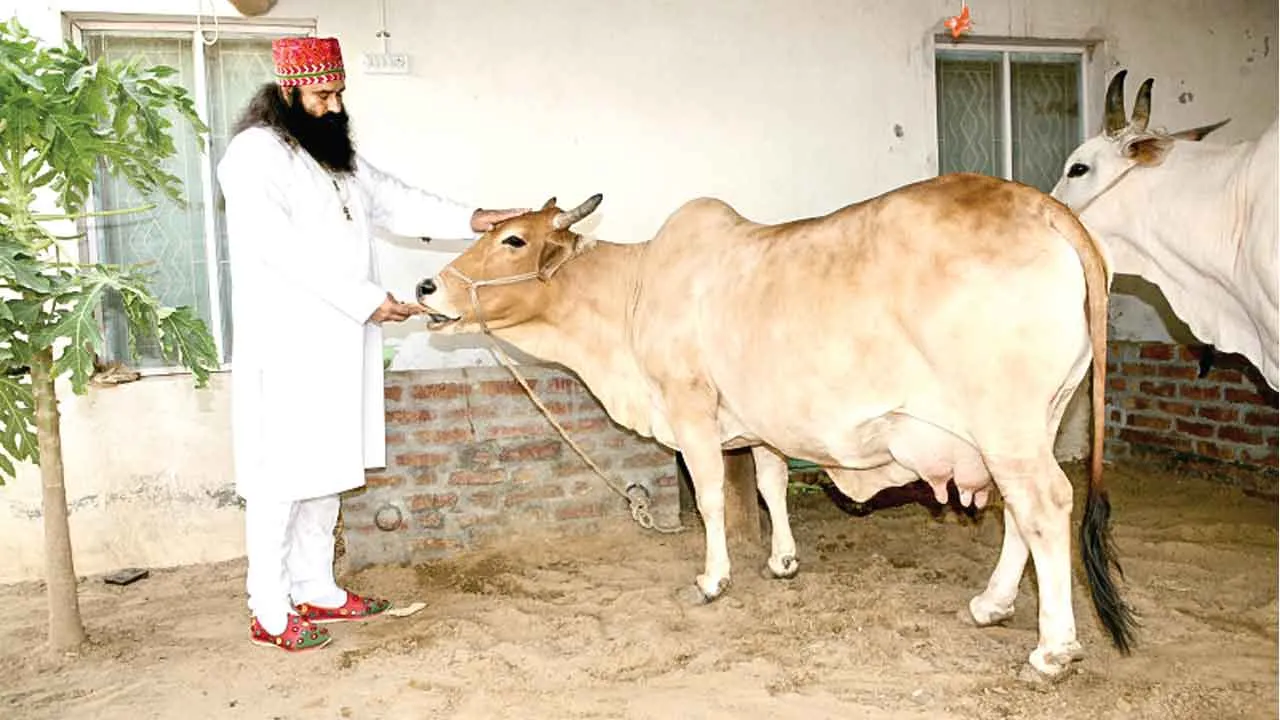 World Animal Day: पूज्य गुरु जी की प्रेरणा से पशुओं की सेवा के लिए भी तत्पर हैं डेरा श्रद्धालु