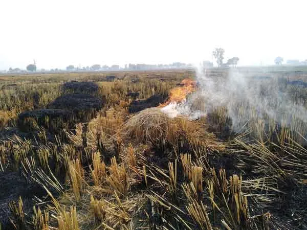 Stubble Burn: पराली जलाने को लेकर केंद्र सरकार का आया बड़ा फैसला!
