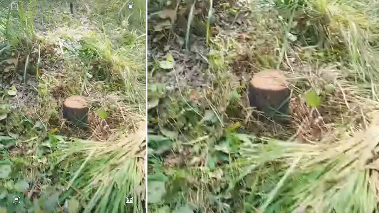 मलिकपुरबांगर की पंचायती भूमि से काटे गए 16 पेड़, डीडीपीओ ने कहा कि मीटिंग बुला पंचायती जंगलों की सुरक्षा के जारी करेंगे दिशा- निर्देश