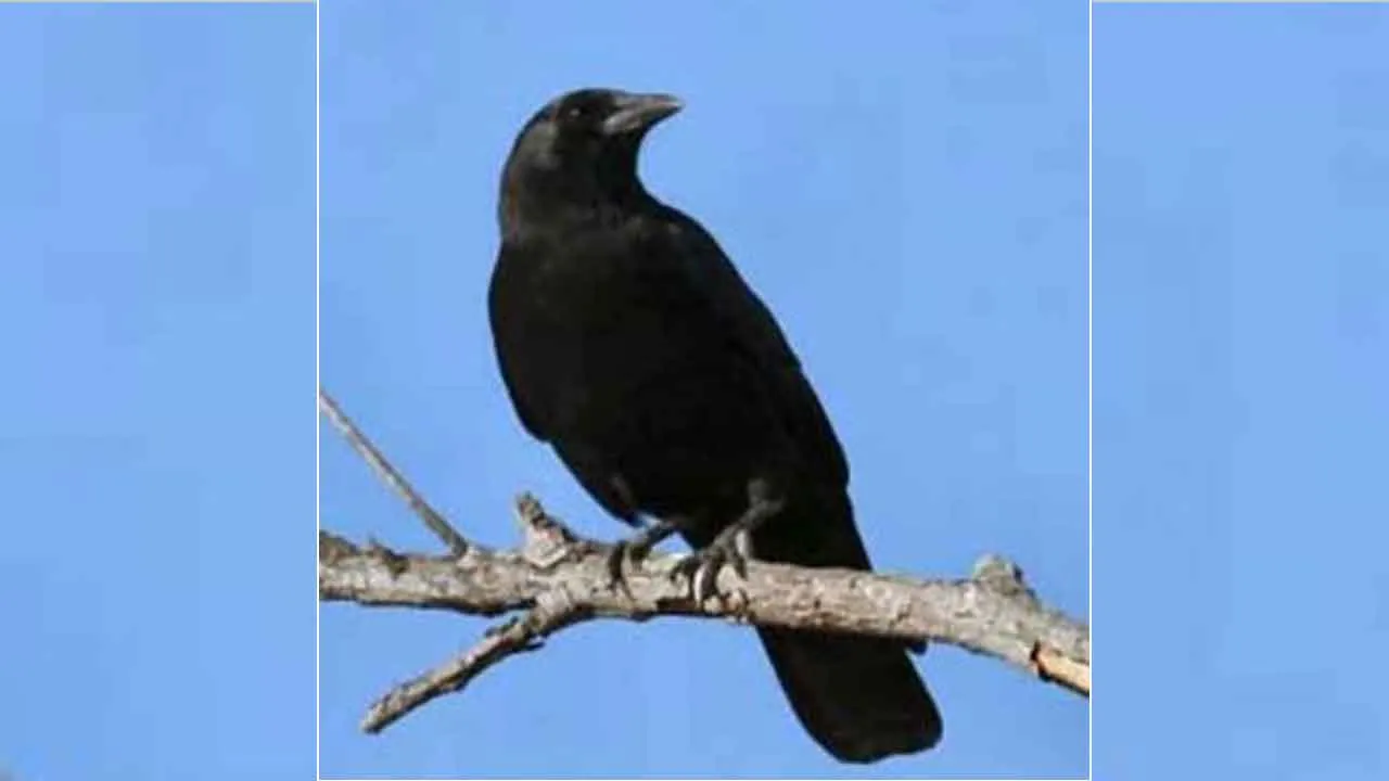 Arrogant Crow: घमंडी कौवा