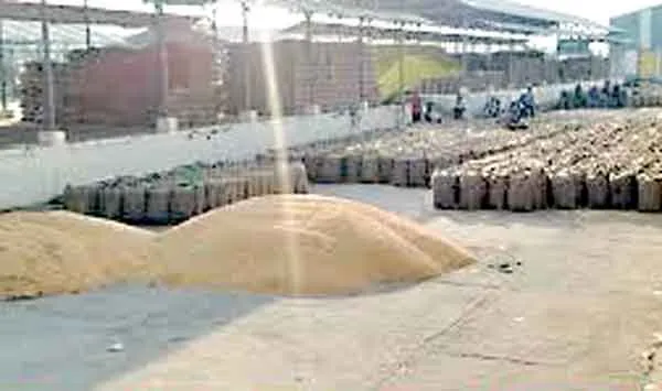 Yellow Gold: इस बार ‘पीले सोने’ की बंपर पैदावार, सभी मंडियां फुल!