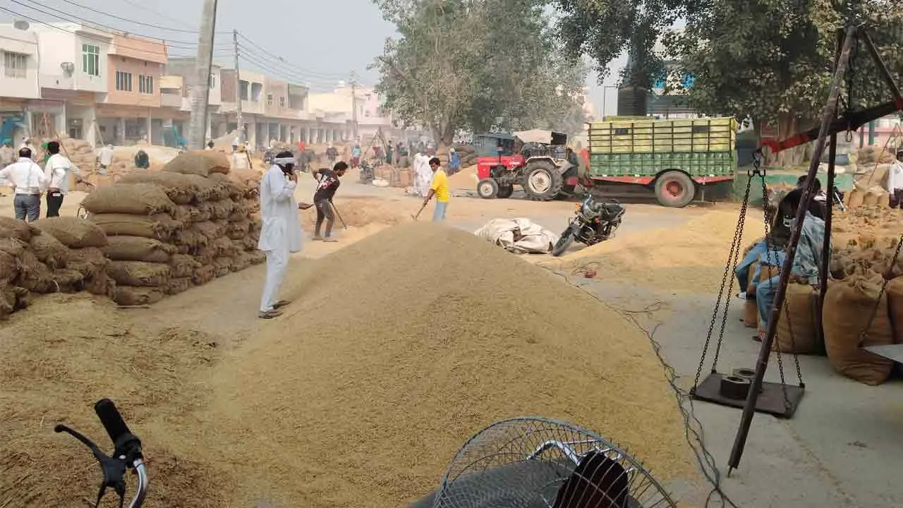 कैथल की अनाज मंडी में बासमती धान की आवक शुरू, 5900 रूपये तक रहे भाव