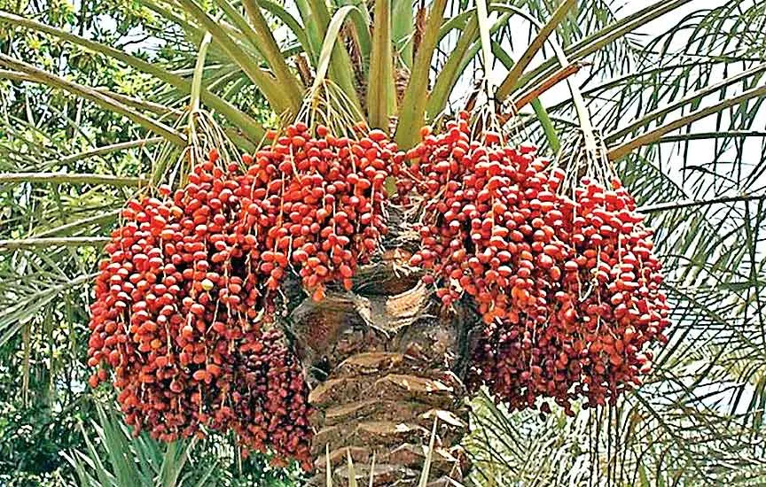 Date Palm Farming: किसान अब खजूर से भी होगा मालामाल! उद्यान विभाग साढ़े 17 एकड़ में विकसित करेगा पौध!