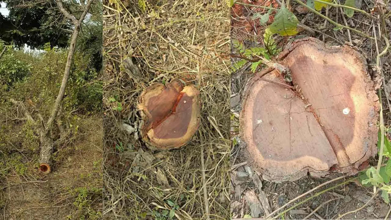 खेर के हरे भरे पेड़ों पर चला वन माफिया का कुल्हाड़ा, कुंभकर्णी नींद सो रहा वन विभाग