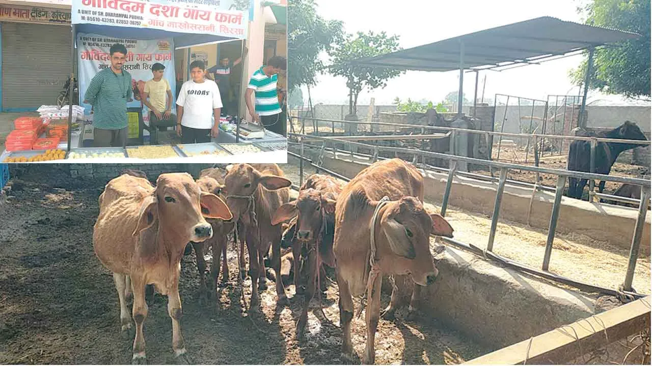 देसी गायों ने दिखाई समृद्धि की राह, दूध उत्पादों से बनाई अलग पहचान