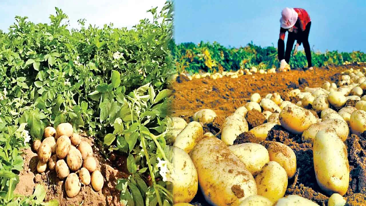 Potato: आलू की नई किस्मों से स्वाद के साथ किसानों को हो रहा अधिक लाभ