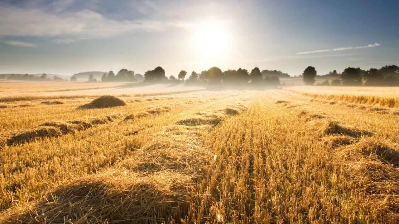 Stubble Burning: पंजाब में हरियाणा के मुकाबले पराली जलाने के मामलों में आई बड़ी गिरावट