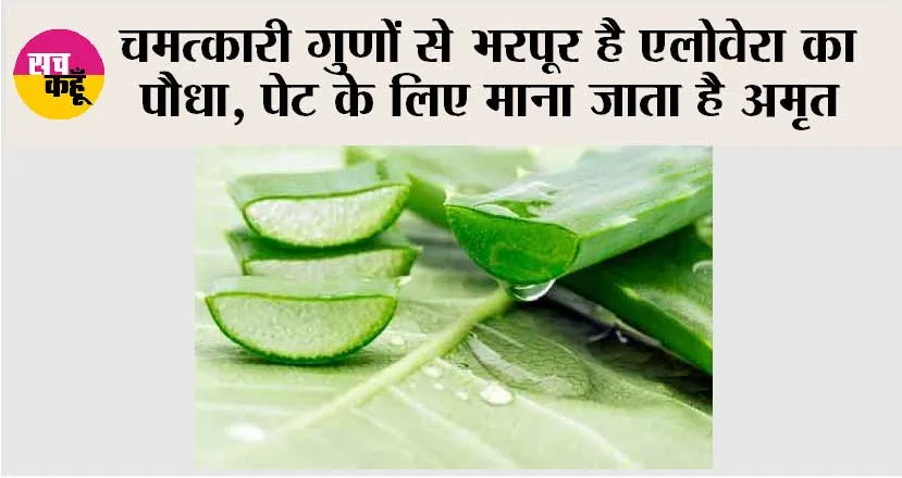 Aloe Vera Benefits: चमत्कारी गुणों से भरपूर है एलोवेरा का पौधा, पेट के लिए माना जाता है अमृत