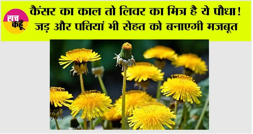 Health News: कैंसर का काल तो लिवर का मित्र है ये पौधा! जड़ और पत्तियां भी सेहत को बनाएगी मजबूत
