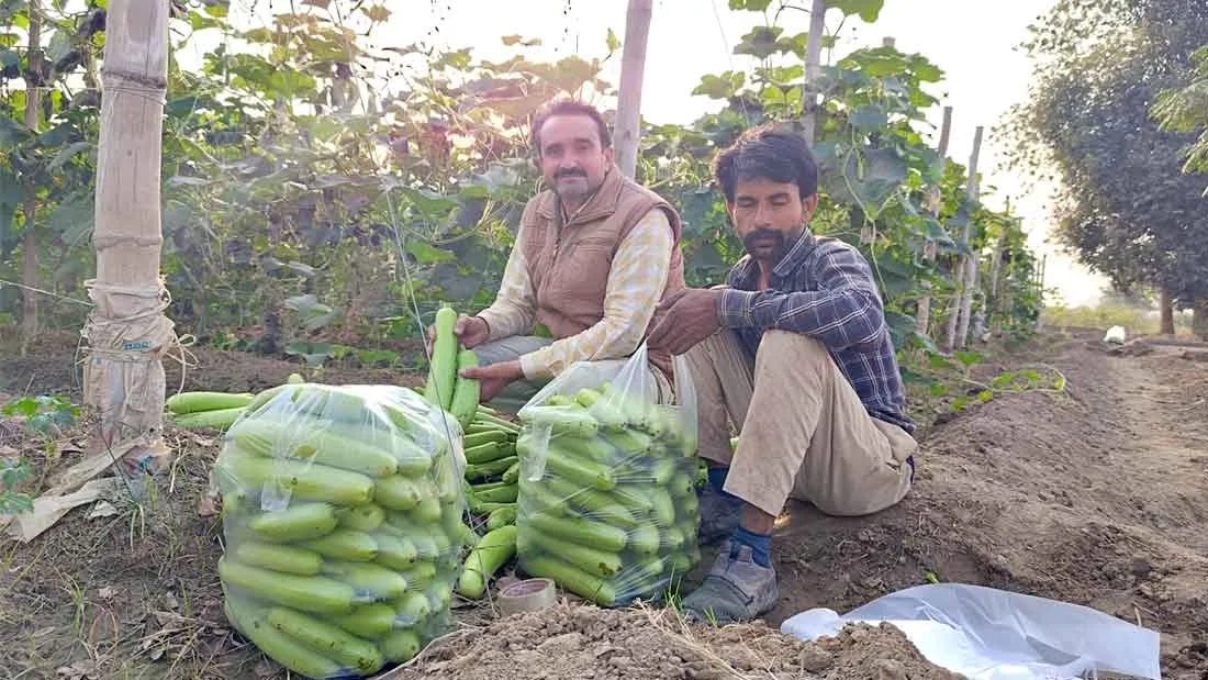 Agriculture News: परंपरागत खेती के साथ सब्जी उत्पादन करने वाले सफल किसान रविकांत