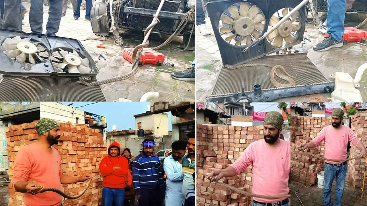 Snake: कार के अंदर सांप, मचा हड़कंप