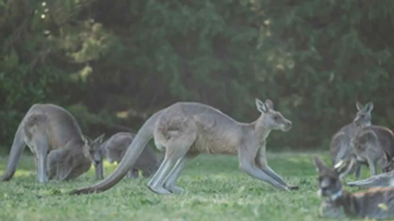 98 Kangaroos Death Case: 98 कंगारुओं की मौत के मामले में एक आरोपी गिरफ्तार
