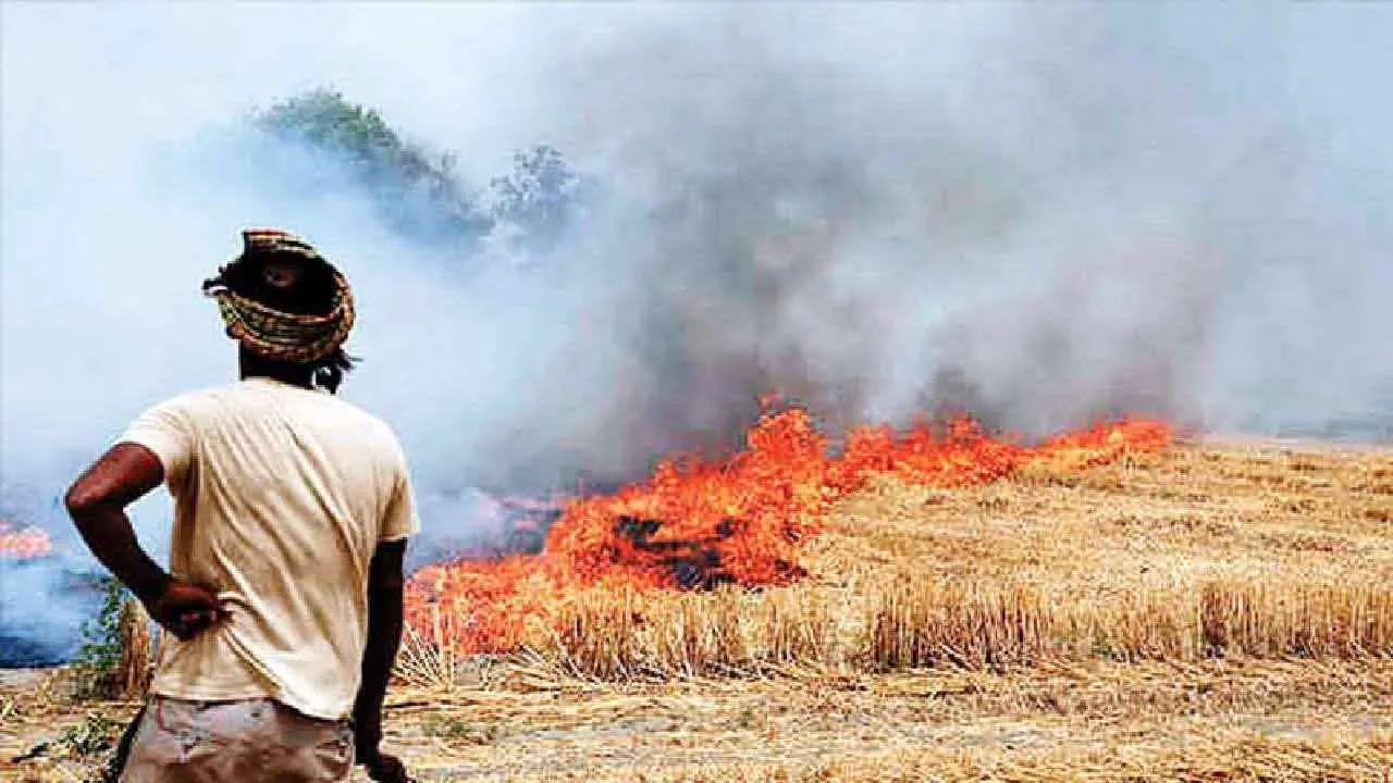 इस साल मध्यप्रदेश, पंजाब, यूपी और राजस्थान में हरियाणा से ज्यादा जली पराली