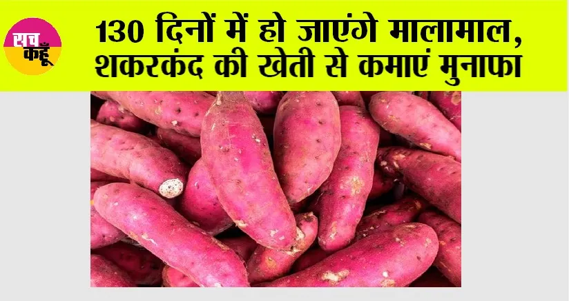 Sweet Potato Farming: 130 दिनों में हो जाएंगे मालामाल, शकरकंद की खेती से कमाएं मुनाफा