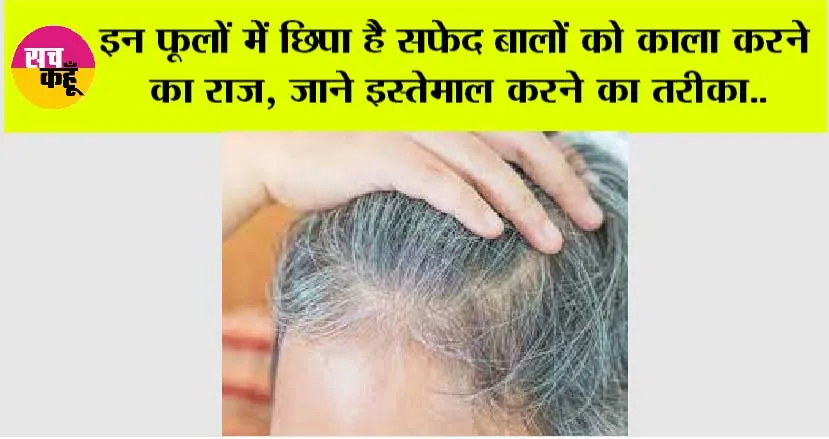 White Hair Problem: इन फूलों में छिपा है सफेद बालों को काला करने का राज, जाने इस्तेमाल करने का तरीका..