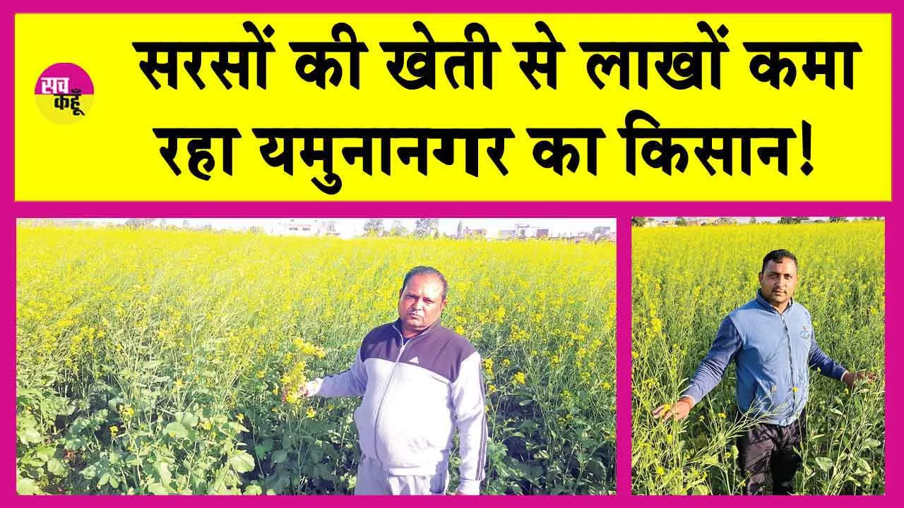 Mustard Farming: गेहूँ, गन्ने को छोड़कर सरसों की खेती की तरफ बढ़ रहा किसान!
