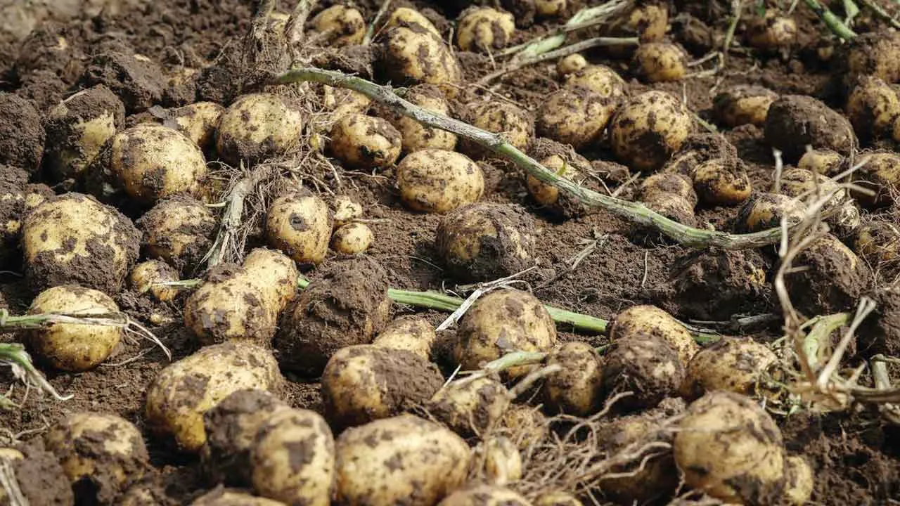Aloo Ki Kheti: आलू की उच्च उपज के लिए वैज्ञानिक सुझाव