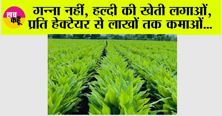 AGRICULTURE: गन्ना नहीं, हल्दी की खेती लगाओं, प्रति हेक्टेयर से लाखों तक कमाओं…