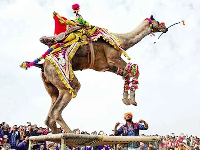 International Camel Festival: अंतराष्ट्रीय ऊंट उत्सव शुक्रवार से, बीकानेर हेरिटेज वॉक के साथ होगी शुरूआत
