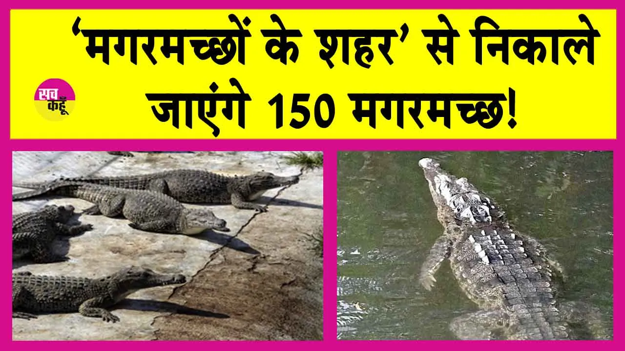 Crocodile News: ‘मगरमच्छों के शहर’ से 150 मगरमच्छ किए जाएंगे शिफ्ट