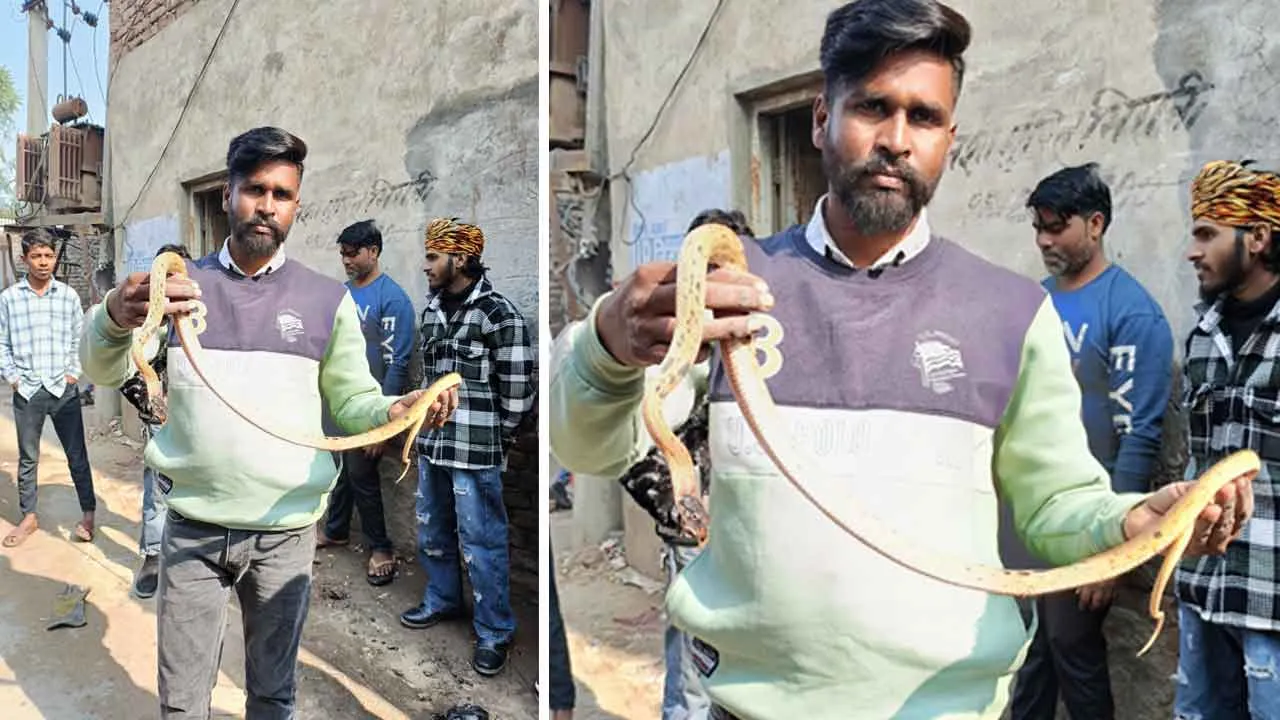 Snake: फतेहाबाद के इंडस्ट्रियल एरिया मे स्थित फैक्ट्री में निकला दुर्लभ ब्लैक हेडेड सांप, स्नेकमैन ने पकड़ा