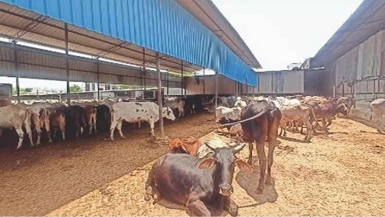Gaushala News: जिले की 14 गौशाला को जारी हुई एक करोड़ 18 लाख की राशि