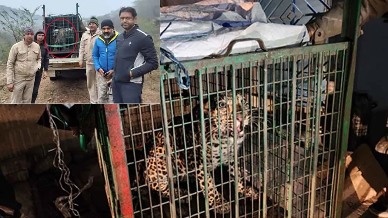 Leopard: सोहना की आशियाना सोसायटी में घुसा तेंदुआ, रेस्क्यू कर अरावली में छोड़ा