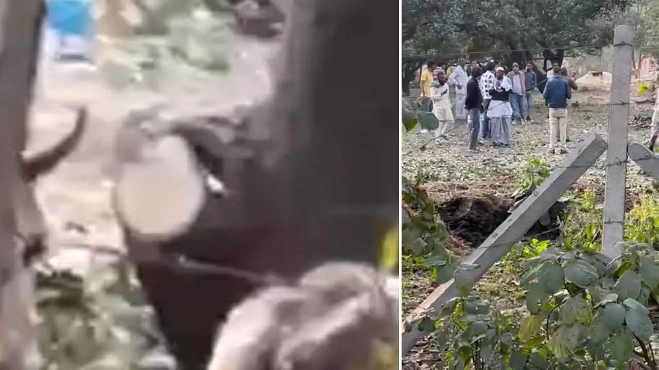 बिना अनुमति के काटे आम के आधा दर्जन पेड़, वन दरोगा पर लगा पेड़ कटवाने का आरोप