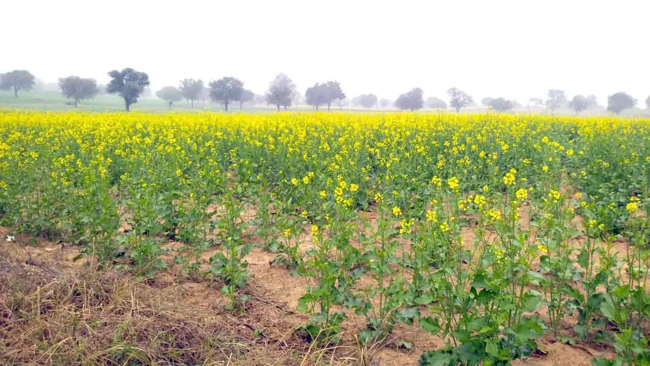 Mustard Crop: बालू रेत के टीलों पर बिखरा किसानों का सोना लहलहा रही सरसों