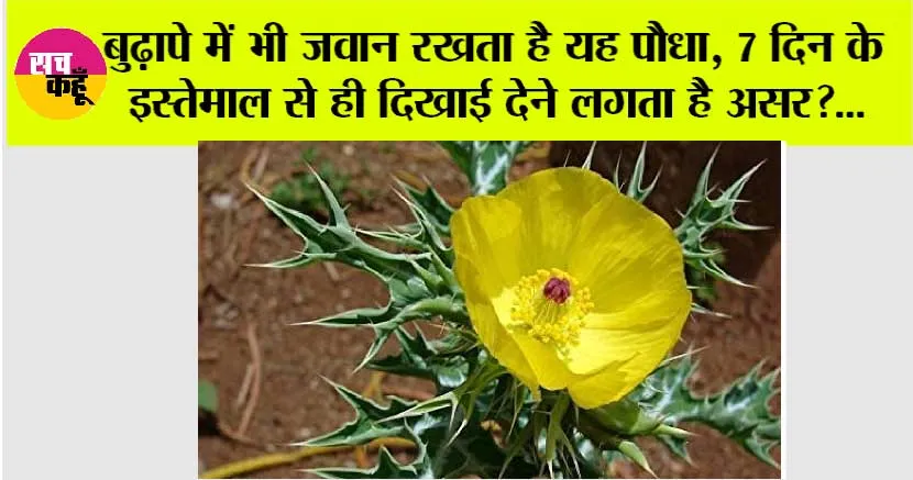 Satyanashi Plant Benefits: बुढ़ापे में भी जवान रखता है यह पौधा, 7 दिन के इस्तेमाल से ही दिखाई देने लगता है असर?…