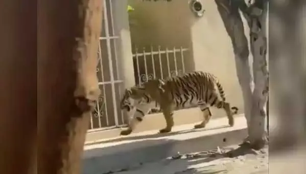 Tiger News: घर में छिपा बैठा था बाघ, देखकर उड़े होश, मचा हड़कंप