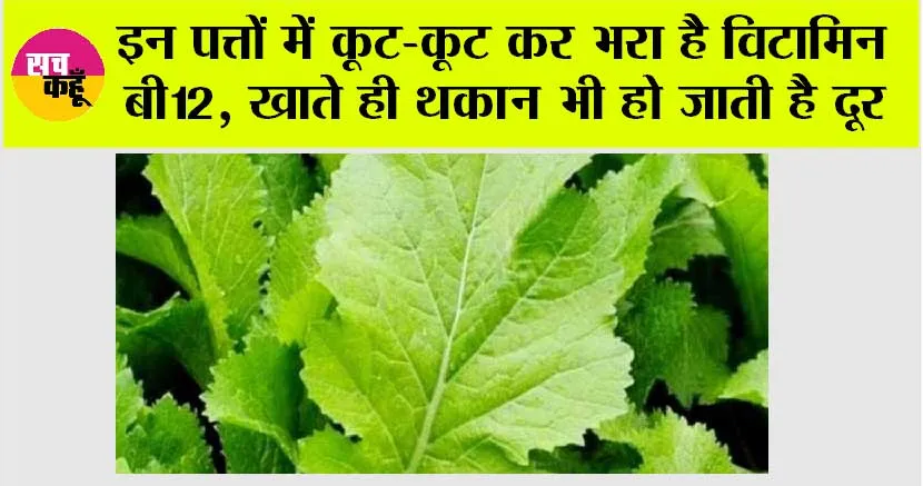 Vitamin B12: इन पत्तों में कूट-कूट कर भरा है विटामिन बी12, खाते ही थकान भी हो जाती है दूर