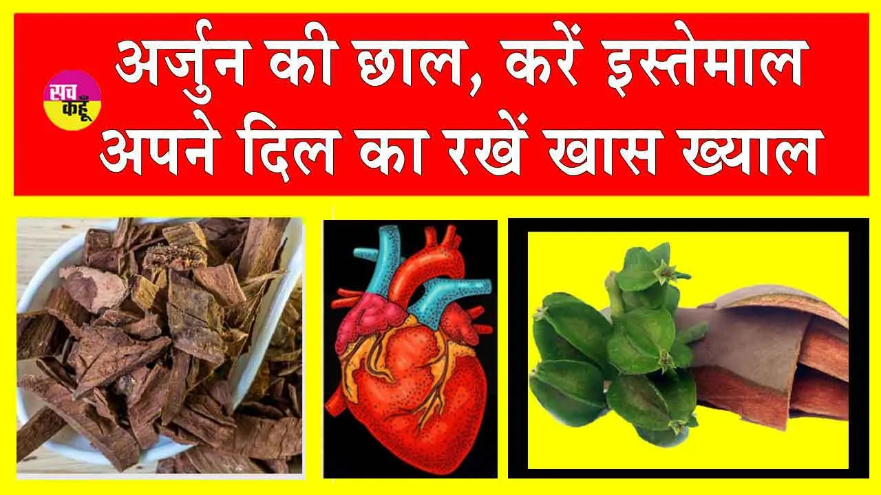 Arjun Chaal Benefits: अर्जुन की छाल, दिल का रखती है खास ख्याल! खूबियों का खजाना है इसमें, स्वास्थ्य बनाए बेमिसाल
