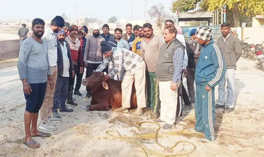 Sri Ganganagar News: जब कोई नहीं आया बचाने तो 30 फुट गहरे कुएं में गिरी गाय को डेरा अनुयायियों ने ऐसे बचाया!