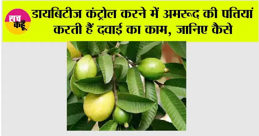 Guava Leaf for Diabetes: डायबिटीज कंट्रोल करने में अमरूद की पत्तियां करती हैं दवाई का काम, जानिए कैसे